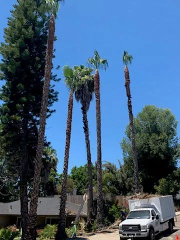 Professional yard maintenance experts serving Lake Elsinore, CA - Alex Tree Service