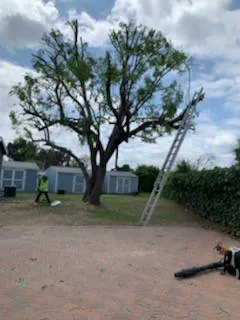 Trusted lawn care service in Lake Elsinore, CA - Alex Tree Service