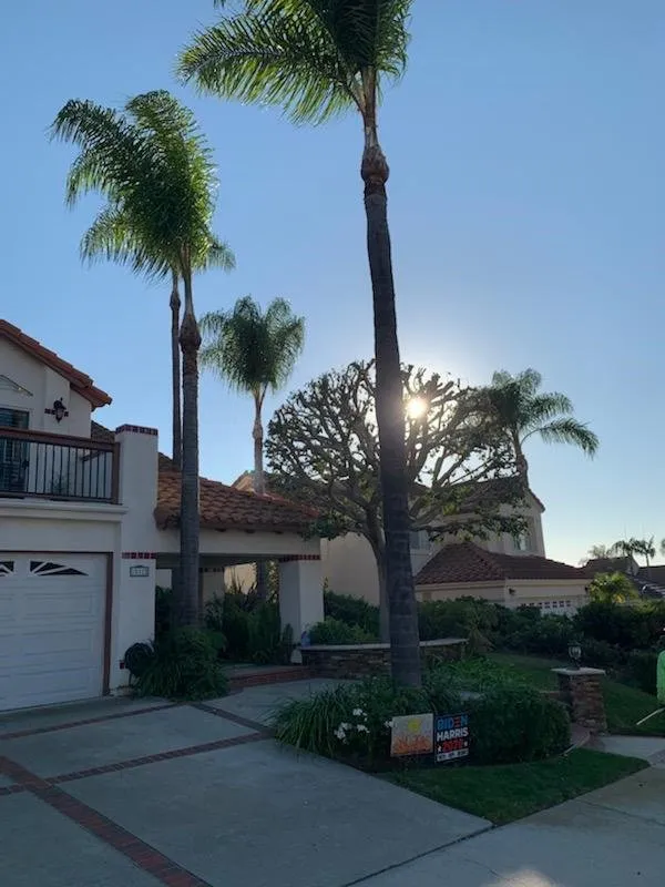 Top-rated lawn mowing service experts serving Lake Elsinore, CA - Alex Tree Service