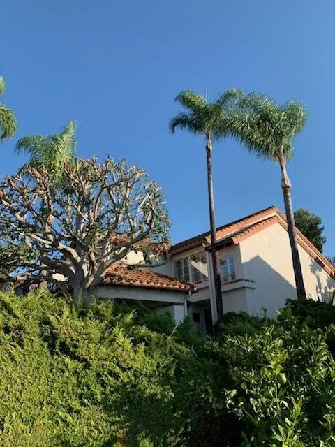 Local yard maintenance with custom design in Lake Elsinore, CA by Alex Tree Service