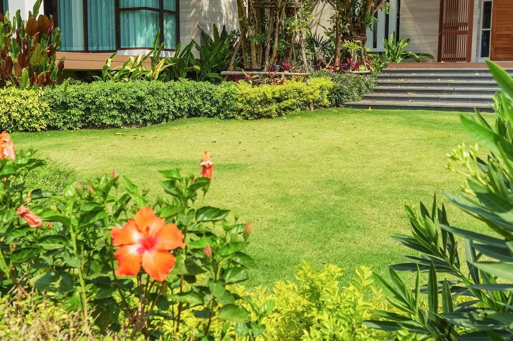 Trusted lawn care service in Lake Elsinore, CA - Alex Tree Service