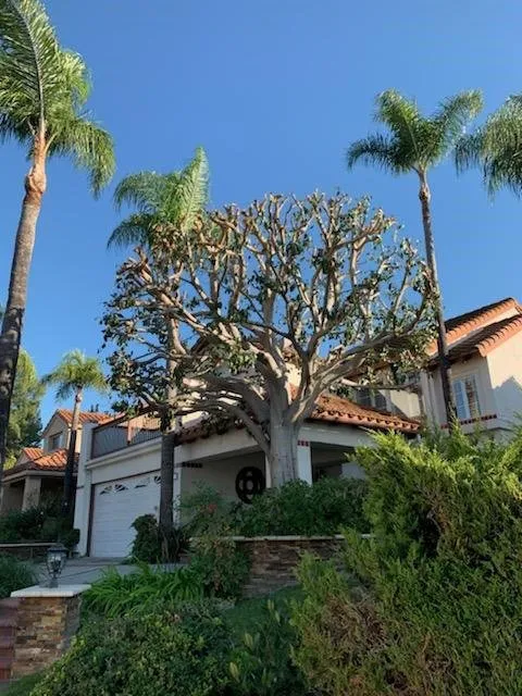 Affordable lawn care service experts serving Lake Elsinore, CA - Alex Tree Service