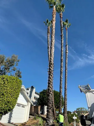 Trusted yard cleanup service for outdoor upgrades in Lake Elsinore, CA by Alex Tree Service