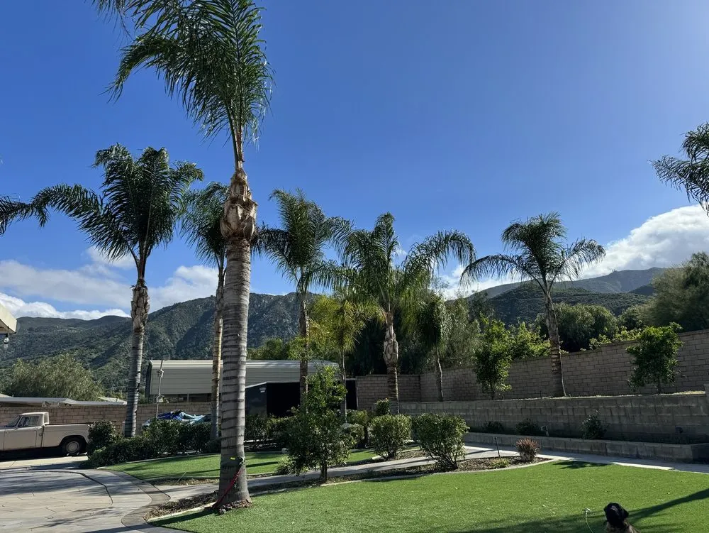 Trusted residential landscaping in Lake Elsinore, CA - Alex Tree Service