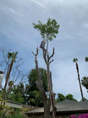 Local outdoor landscaping experts serving Lake Elsinore, CA - Alex Tree Service