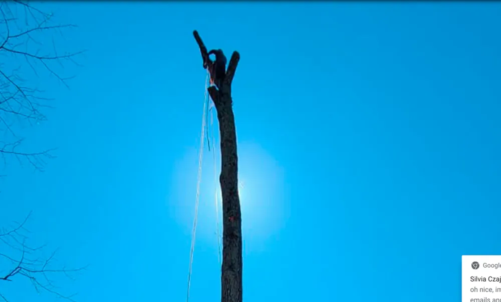 Reliable landscape installation experts serving Raccoon Ford, VA - Alex Tree Services
