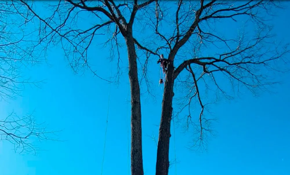 Reliable landscaping services in Raccoon Ford, VA - Alex Tree Services