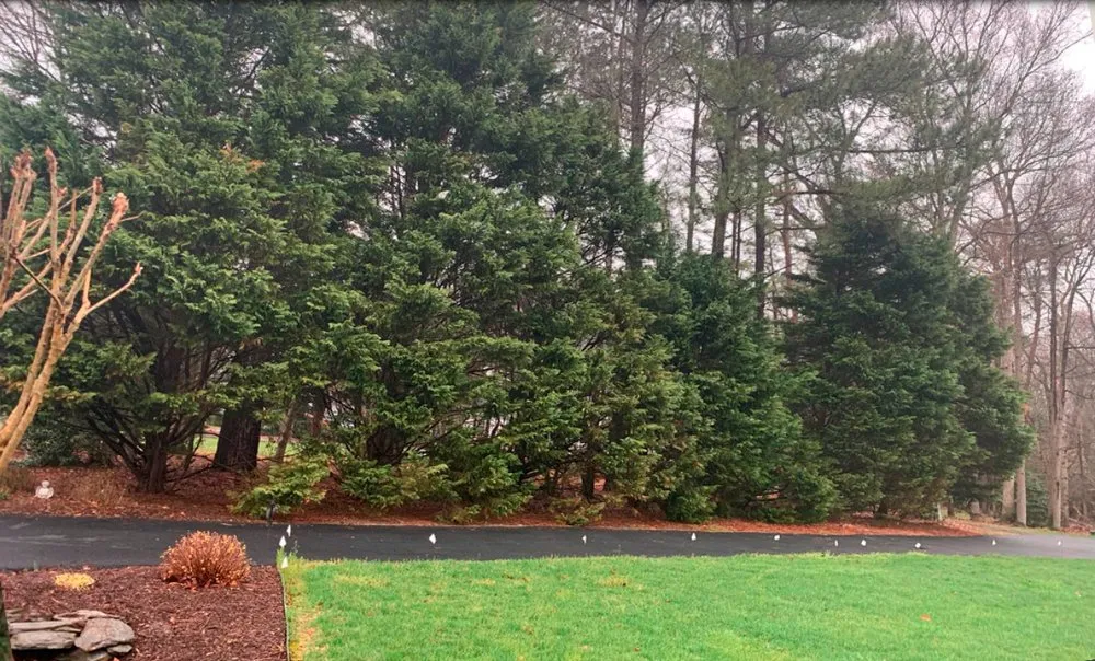 Custom landscaping services near you across Raccoon Ford, VA - Alex Tree Services