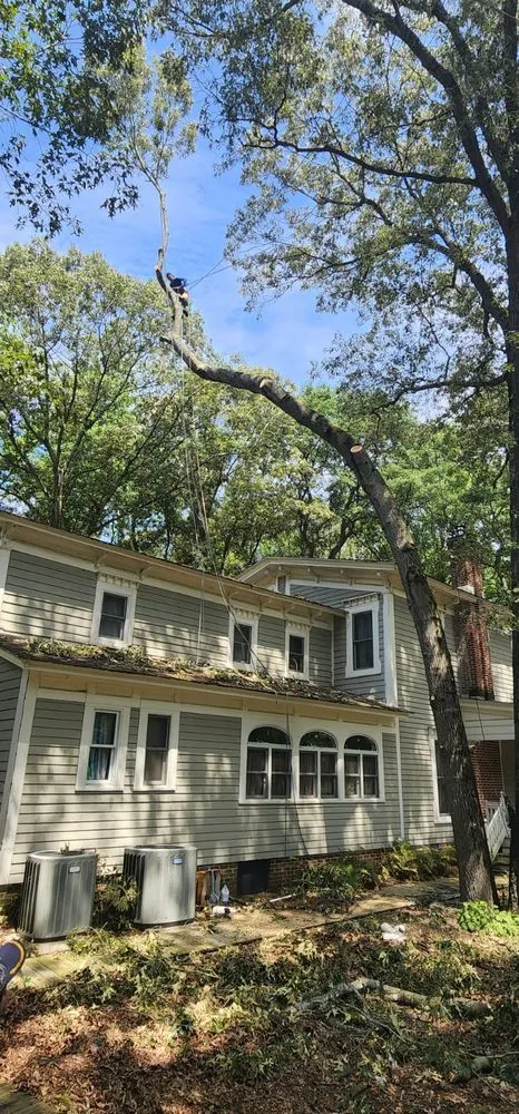 Trusted landscape design experts serving Raccoon Ford, VA - Alex Tree Services
