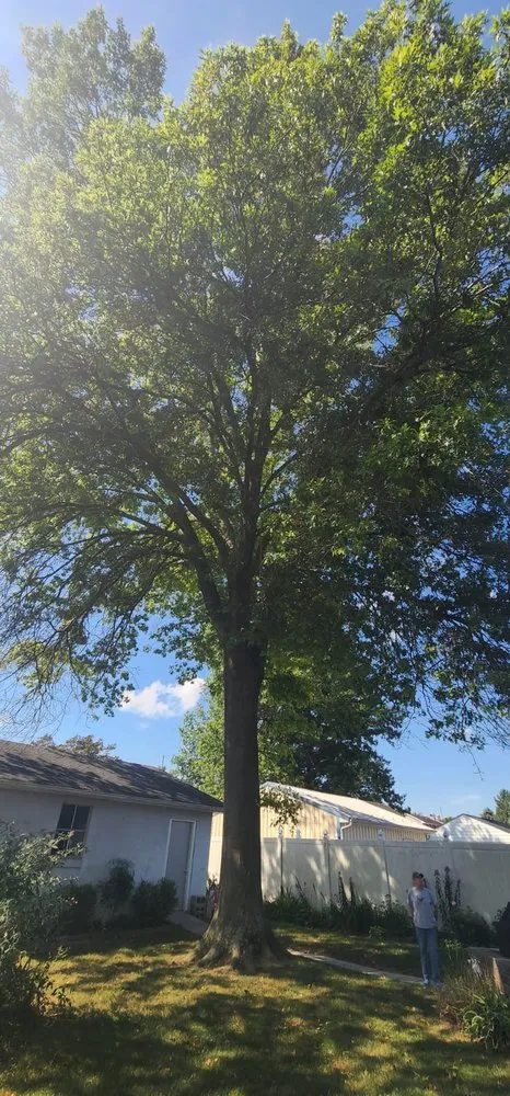 Local outdoor landscaping for beautiful yards across Raccoon Ford, VA - Alex Tree Services