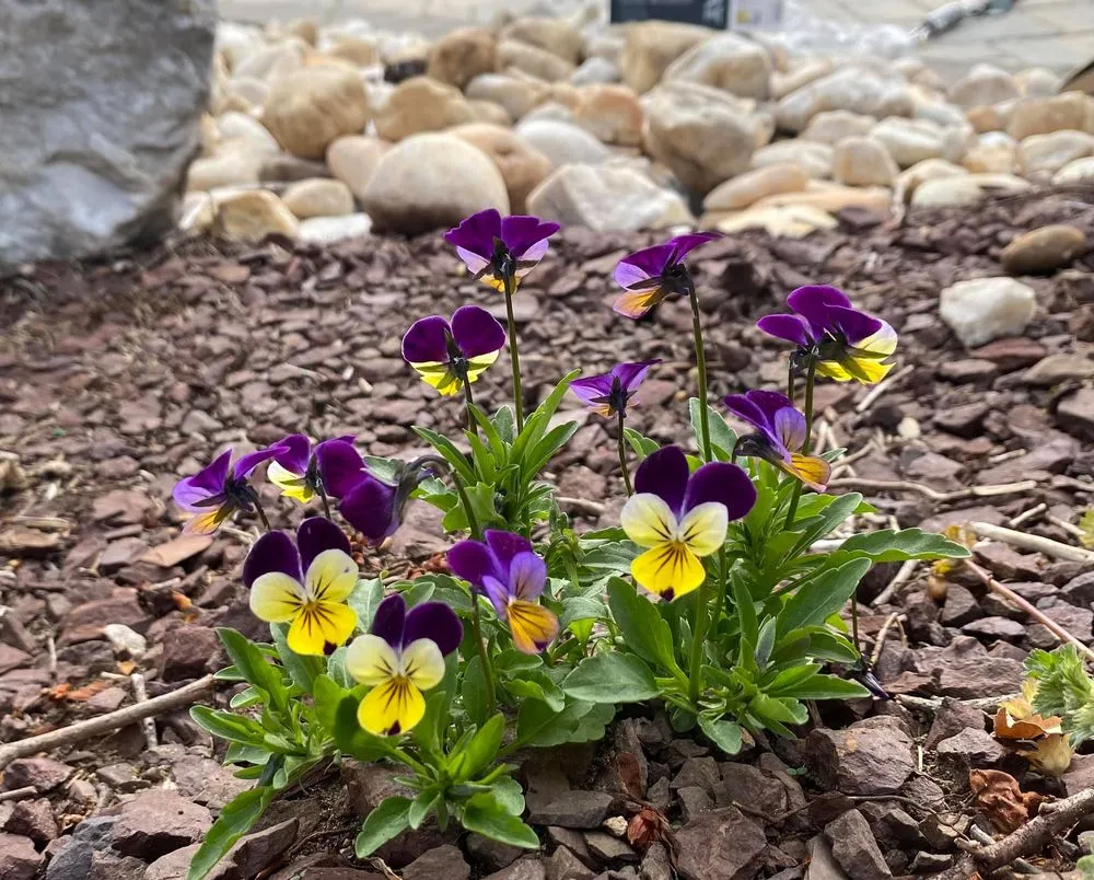 Local landscape installation with custom design in Jackson, NJ by Alexander Exteriors