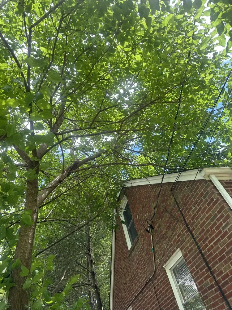 Professional yard maintenance in Shively, KY by Alexander Fencing And Decks