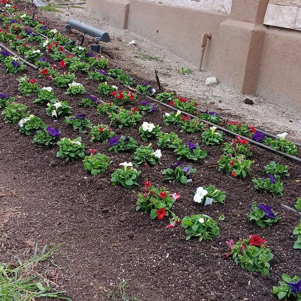 Custom landscape installation for year-round maintenance across Lake Forest, CA - Alexander Gardening