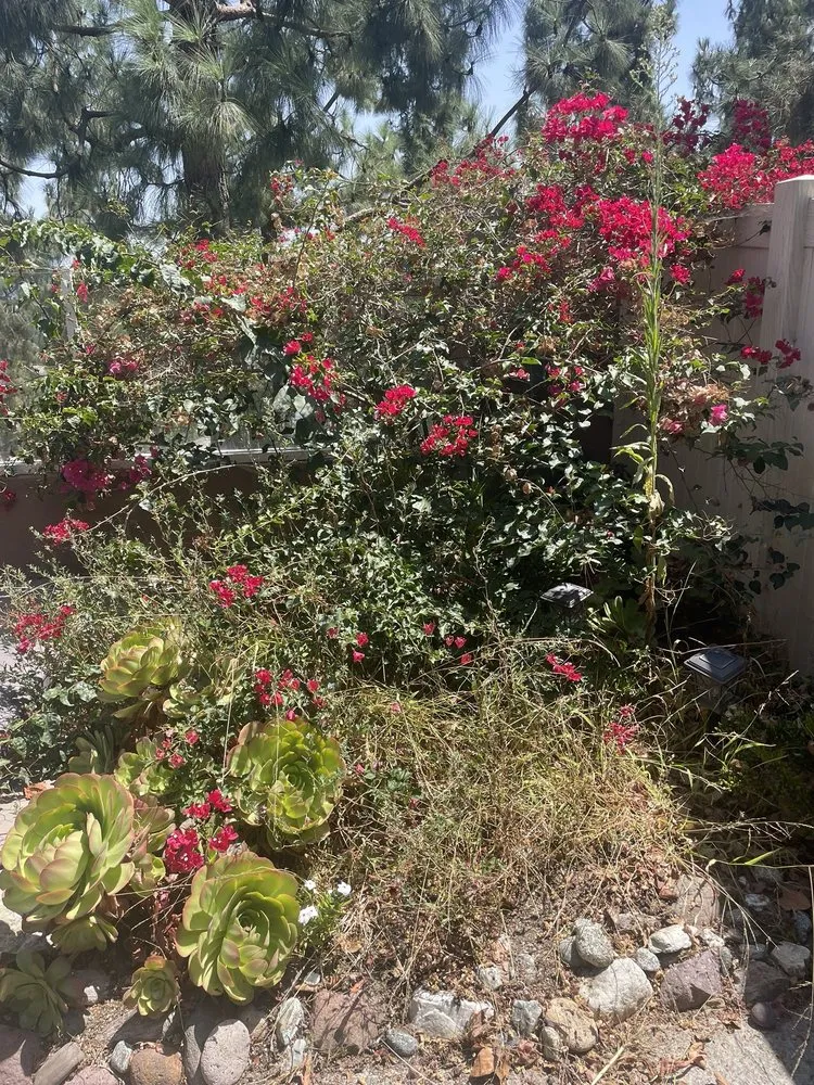 Expert lawn care service experts serving Lake Forest, CA - Alexander Gardening