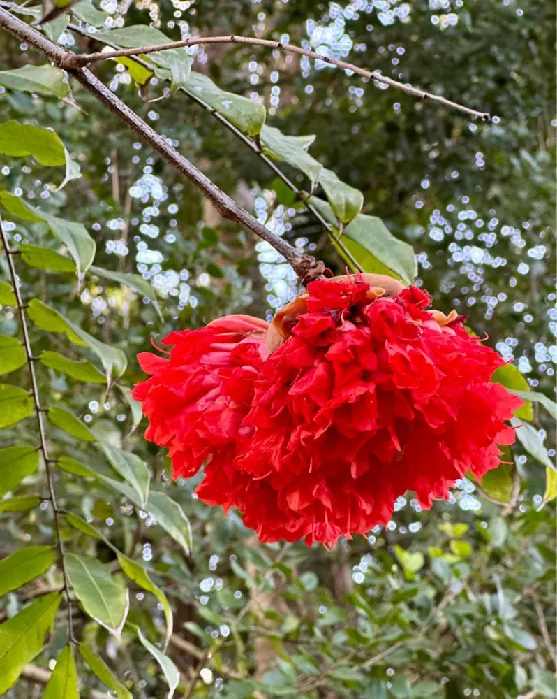 Reliable landscape installation in Davie, FL - Alexander Landscaping and Plant Farm