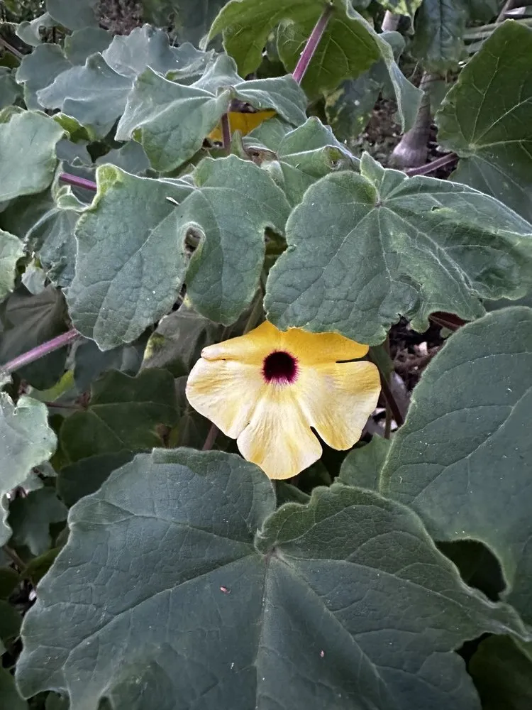 Local outdoor landscaping for homes in Davie, FL by Alexander Landscaping and Plant Farm