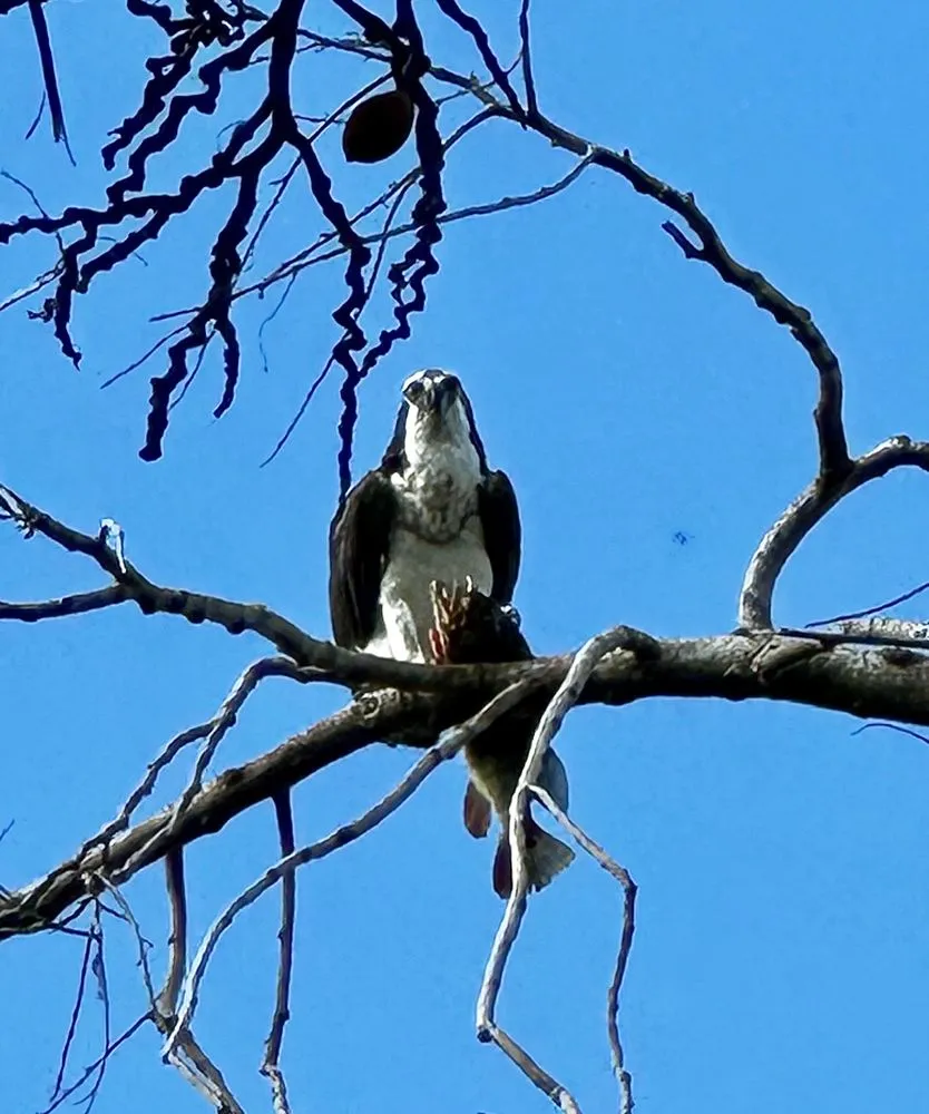 Custom yard cleanup service in Davie, FL - Alexander Landscaping and Plant Farm