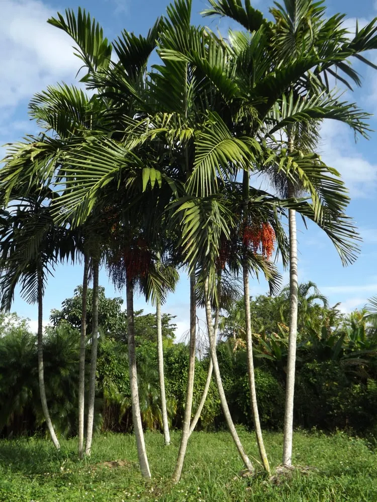 Professional yard maintenance experts serving Davie, FL - Alexander Landscaping and Plant Farm