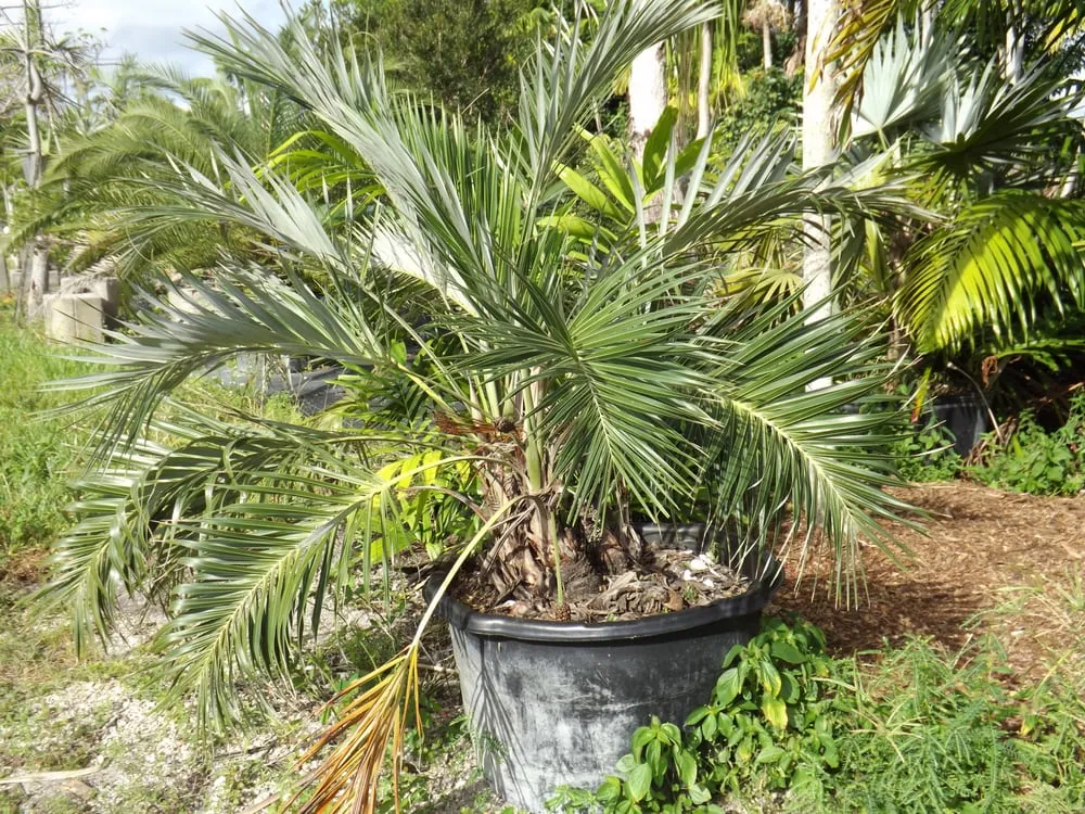 Local residential landscaping in Davie, FL - Alexander Landscaping and Plant Farm