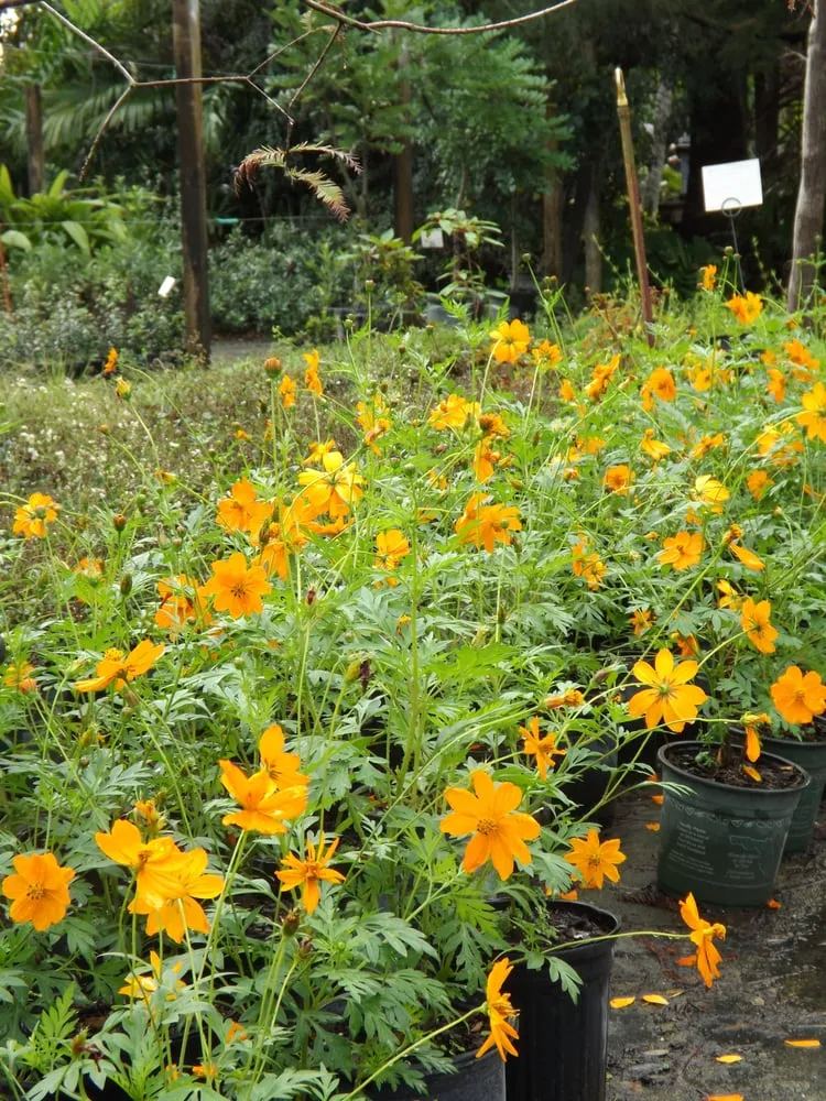 Trusted landscaping services with custom design in Davie, FL by Alexander Landscaping and Plant Farm