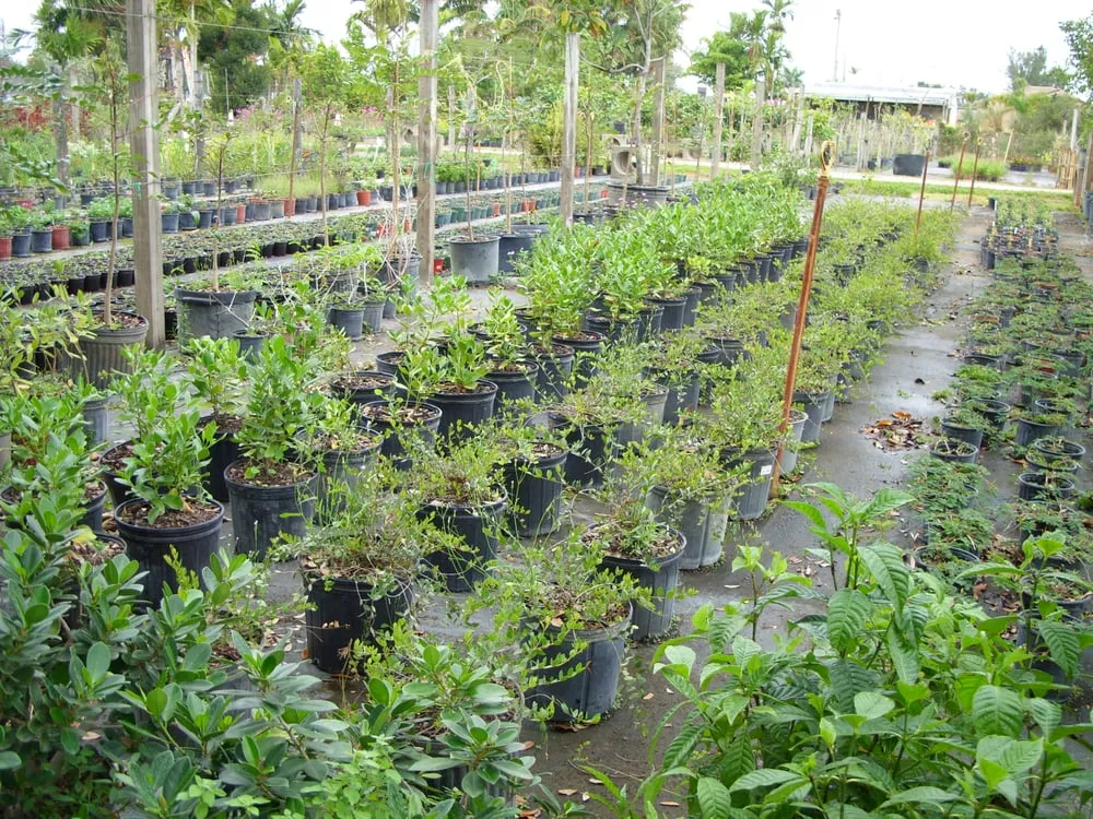 Trusted yard cleanup service in Davie, FL - Alexander Landscaping and Plant Farm