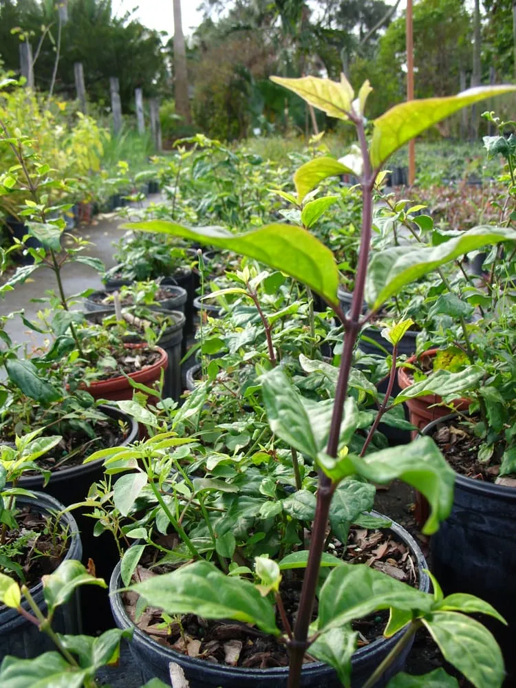 Professional residential landscaping for residential properties in Davie, FL by Alexander Landscaping and Plant Farm