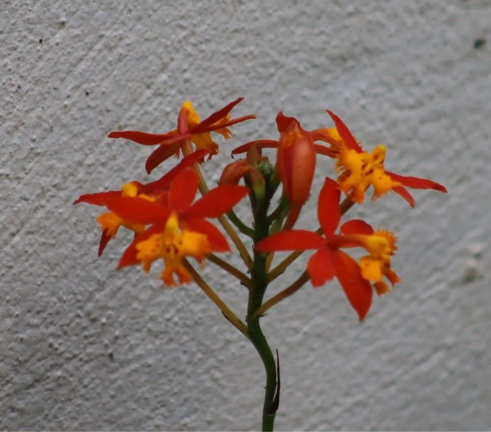 Professional landscape installation in Davie, FL by Alexander Landscaping and Plant Farm