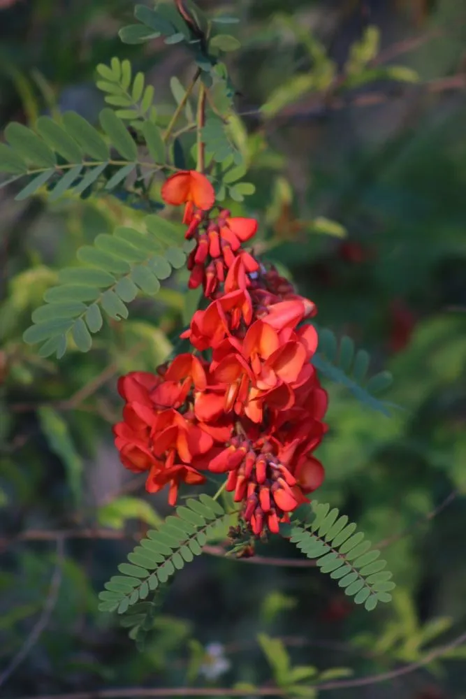 Reliable landscape design in Davie, FL - Alexander Landscaping and Plant Farm