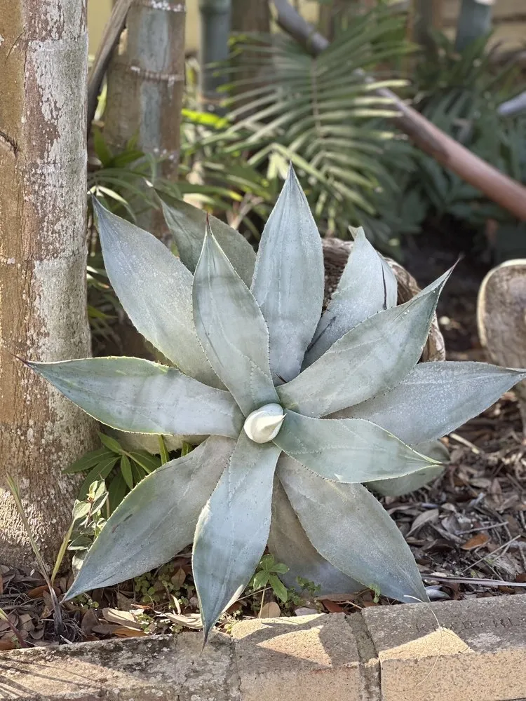 Trusted outdoor landscaping in Davie, FL by Alexander Landscaping and Plant Farm