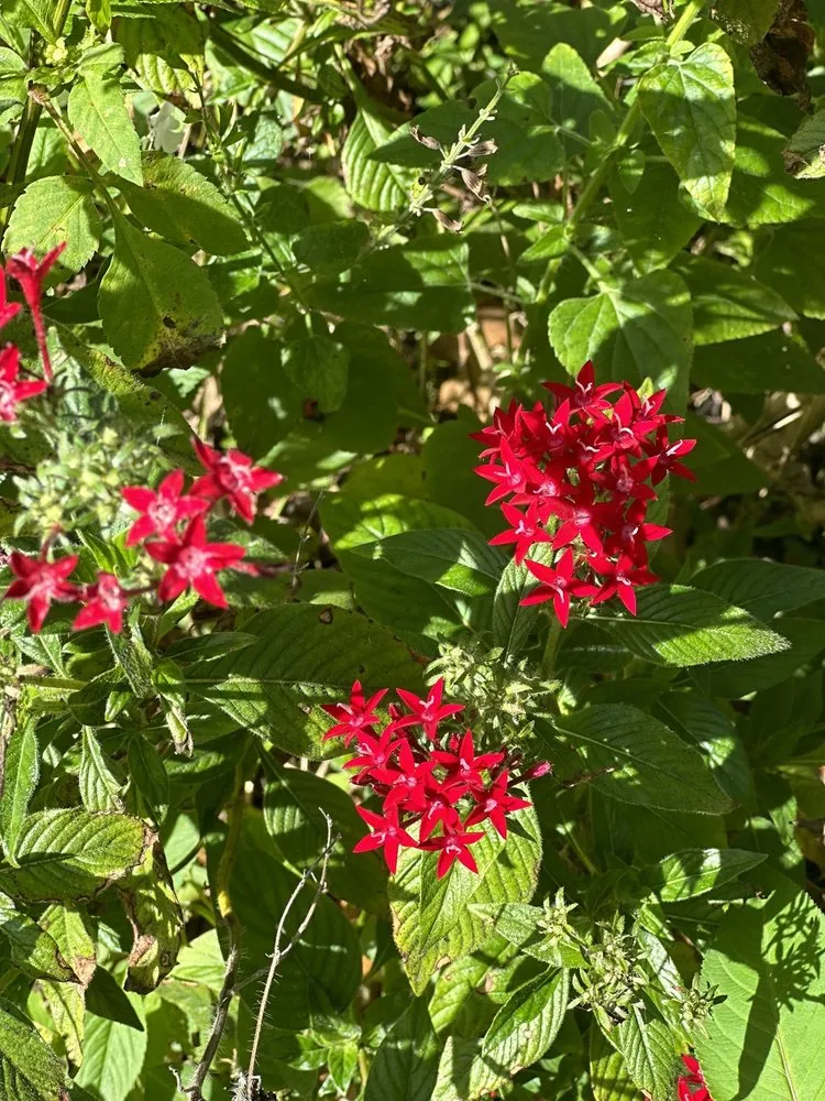 Professional yard maintenance with custom design across Davie, FL - Alexander Landscaping and Plant Farm