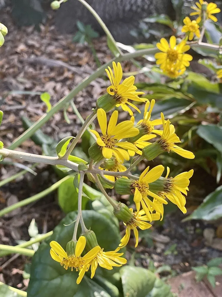 Reliable yard cleanup service in Davie, FL - Alexander Landscaping and Plant Farm