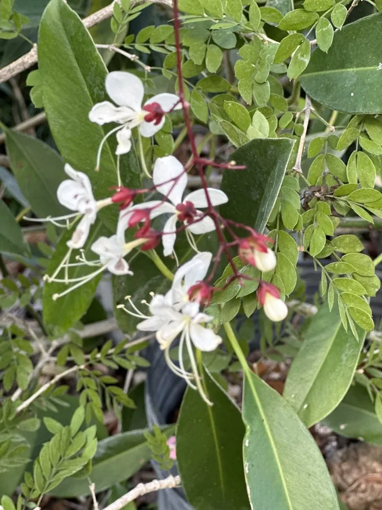 Reliable yard cleanup service experts serving Davie, FL - Alexander Landscaping and Plant Farm