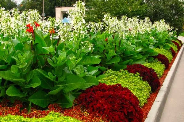 Affordable lawn care service for homes in Rosedale, NY by Alexander Landscaping