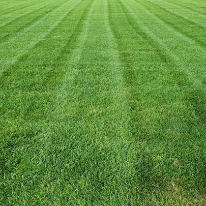 Professional yard cleanup service for homes in Greensboro, NC by Alexander Lawncare