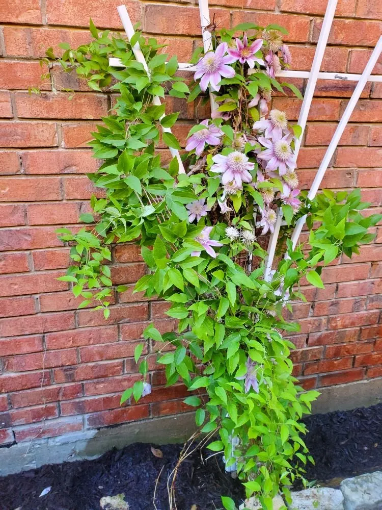 Custom landscape installation in Irving, TX by Alexander's Curb Appeal