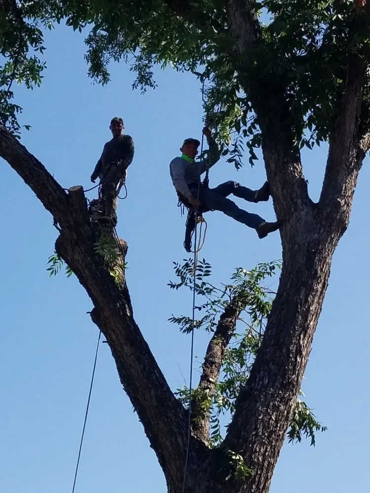 Top-rated lawn care service for year-round maintenance in Irving, TX by Alexander's Curb Appeal