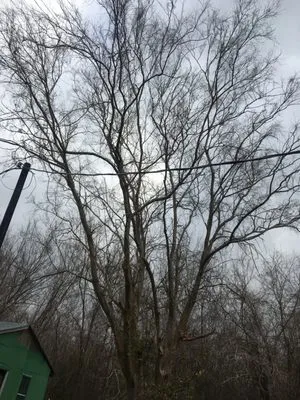 Alexander's Investments Logo