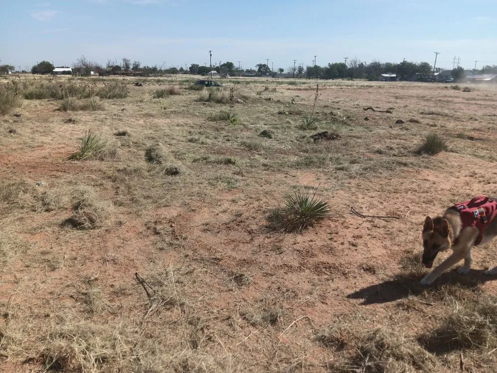 Top-rated yard cleanup service in Lubbock, TX - Alexander's Land & Trees