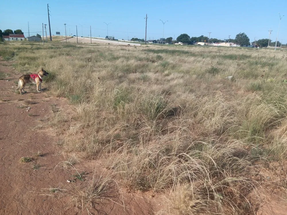 Affordable yard cleanup service experts serving Lubbock, TX - Alexander's Land & Trees