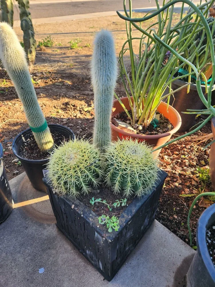 Trusted landscaping services in Phoenix, AZ - Alexanders Landscape services