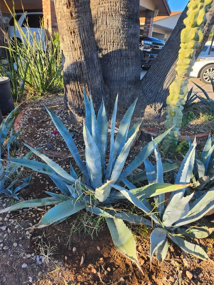 Reliable yard cleanup service experts serving Phoenix, AZ - Alexanders Landscape services