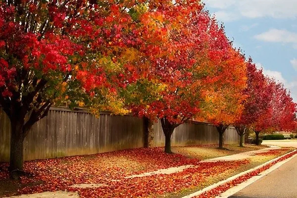 Reliable yard maintenance in Runnemede, NJ - Alexander’s landscaping