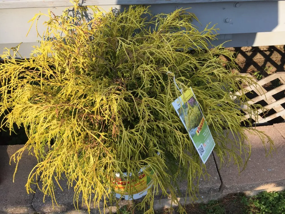 Professional lawn mowing service in Runnemede, NJ by Alexander’s landscaping