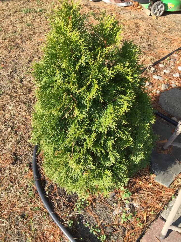 Affordable landscape design in Runnemede, NJ - Alexander’s landscaping