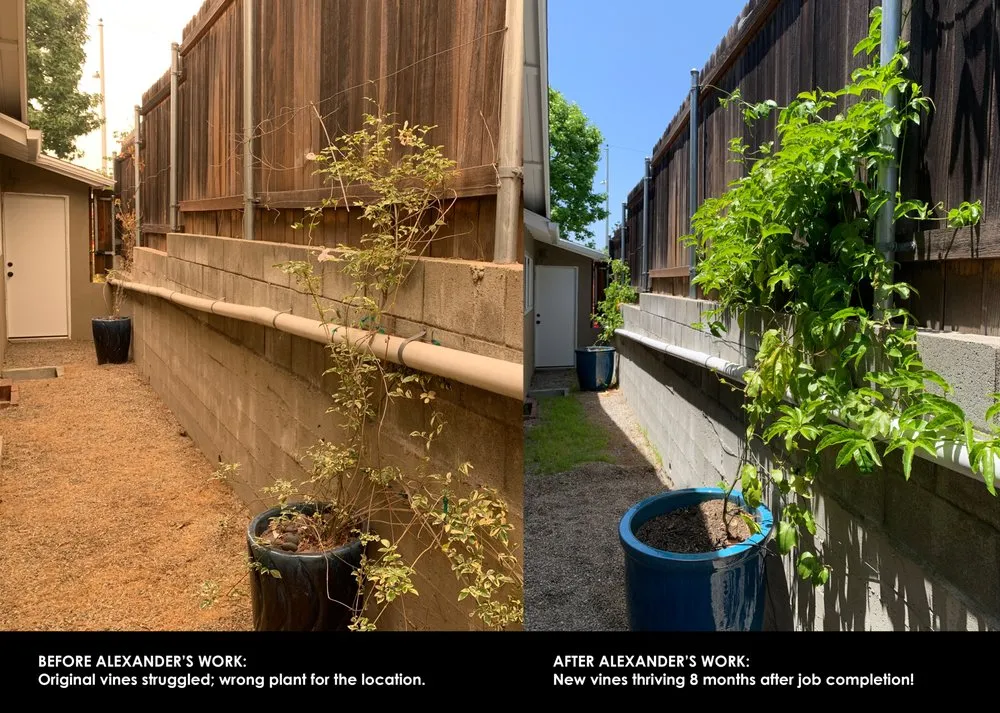 Top-rated yard cleanup service in Sunland, CA by Alexander's Landscaping