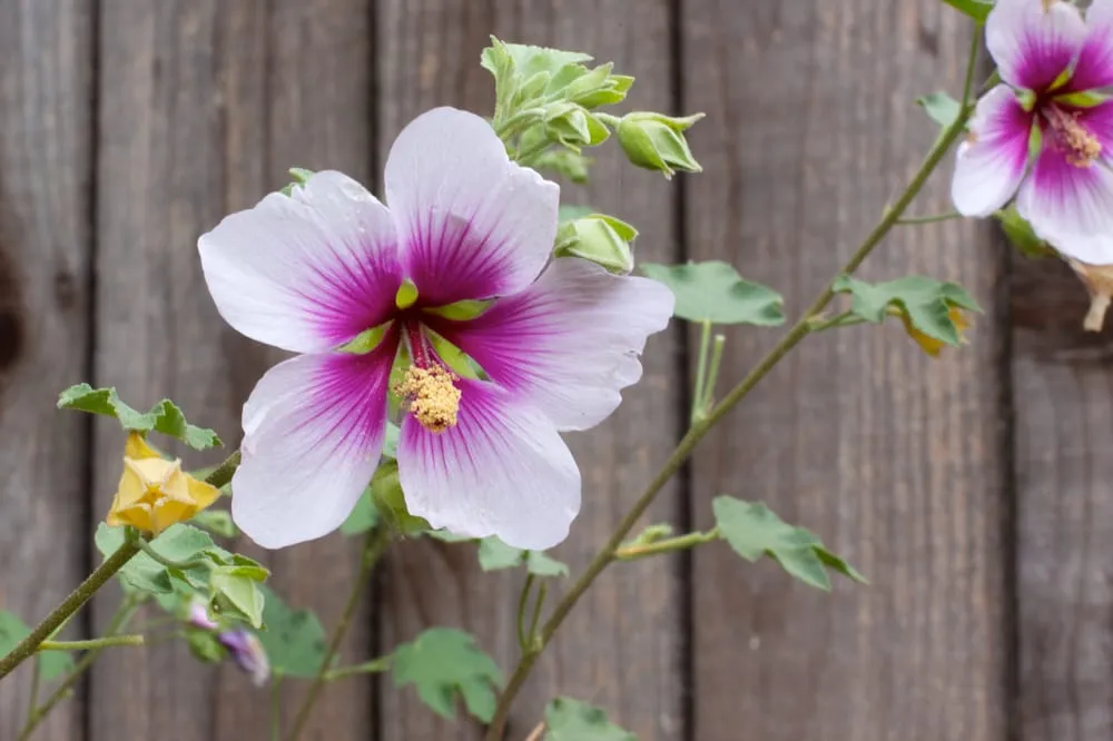 Affordable yard maintenance near you in Sunland, CA by Alexander's Landscaping