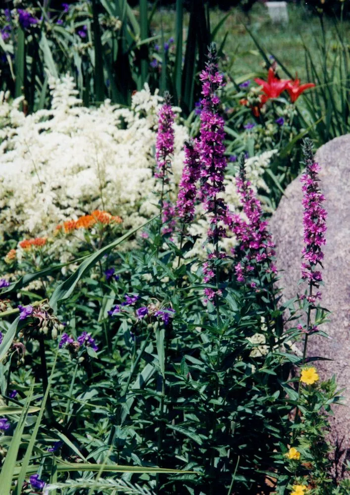 Top-rated landscape design for homes in Guilford, CT by Alexandra's Gardens