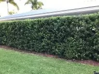 Top-rated lawn care service in Fallbrook, CA - Alexis Landscape Specialist