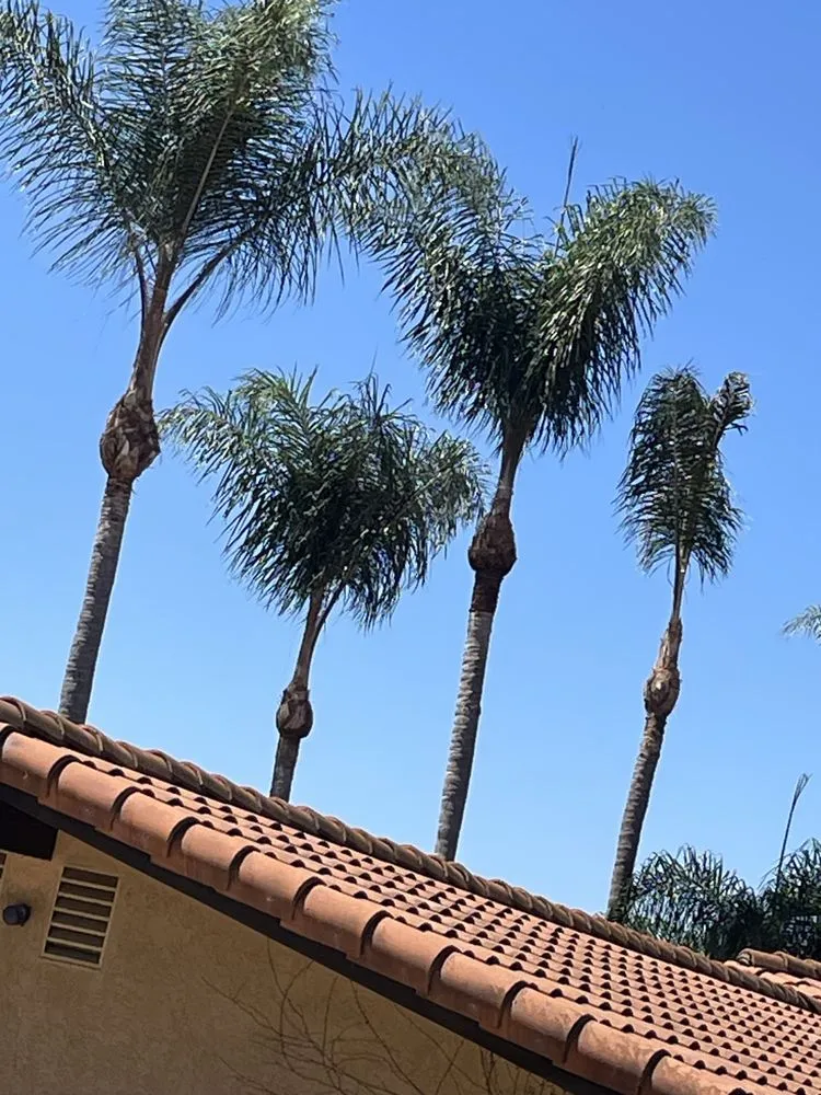 Professional lawn mowing service for beautiful yards in Fallbrook, CA by Alexis Landscape Specialist