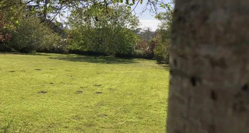 Expert landscape design for year-round maintenance across Fort Bragg, CA - Alex's Gardening Services